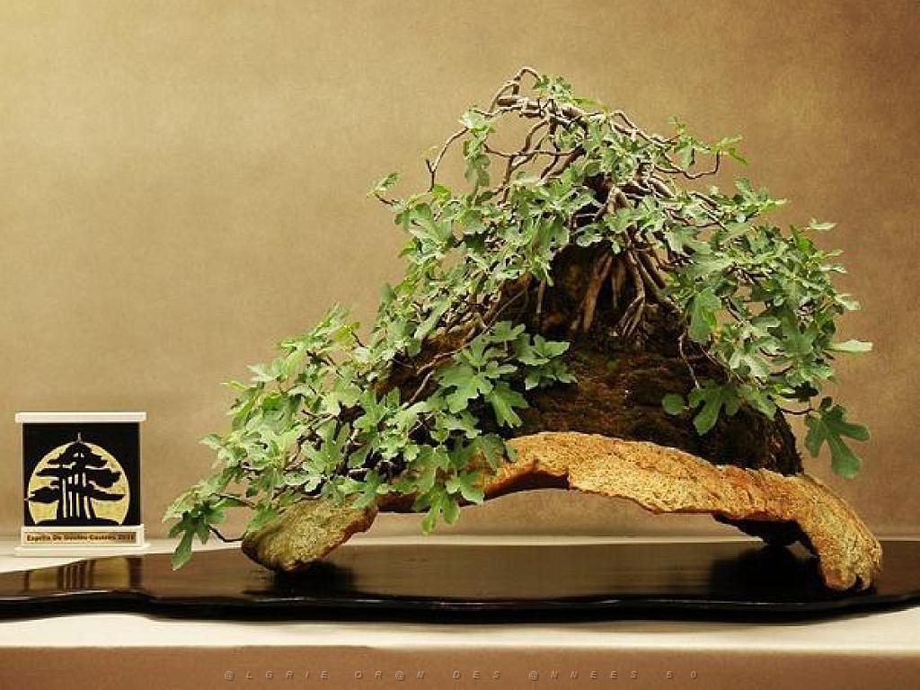 149 BONZAI A MAULEVRIER 2016_000024.jpg